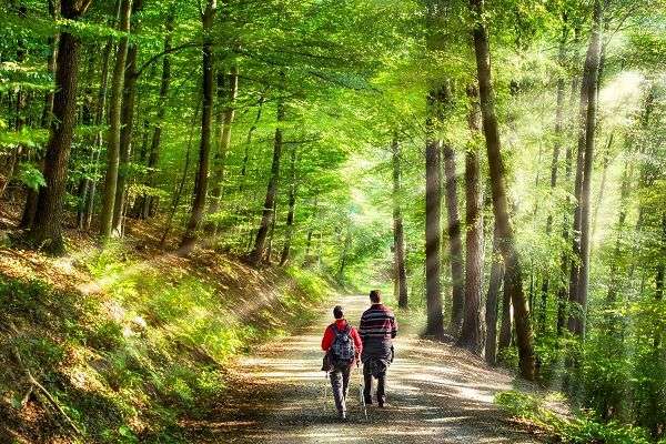 A Walk in the Forest