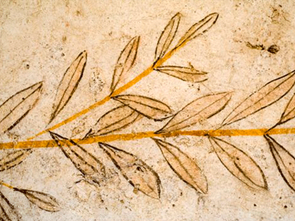 Drevni crtez maslinove grane