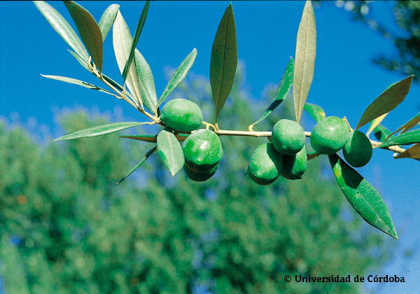 Verdial from Huévar