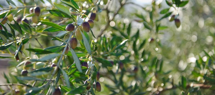 How do you make the best Olive Oil in the world?