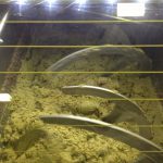 Modified atmospheres during the olive oil extraction process