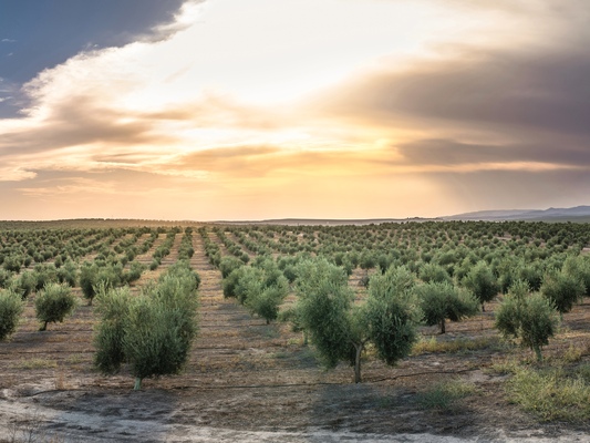 Where is olive oil produced in Spain?