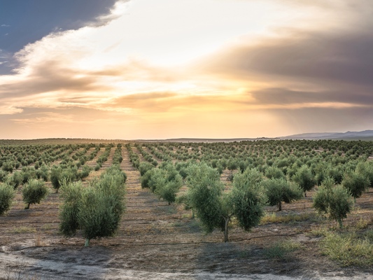 Olive, Description, Production, & Oil